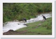 08AkageraAllDayGameDrive - 108 * Marabou Storks.